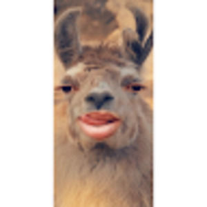 Meet your Posher, Leo